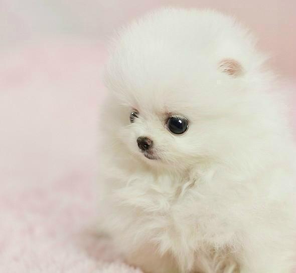 纯种哈多利版北京博美犬出售 白色球体博美犬
