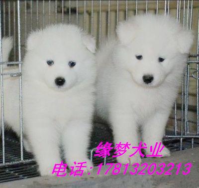 萨摩耶出售 纯种萨摩耶幼犬价格 萨摩耶犬舍