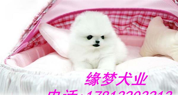 北京哪里有卖博美犬的 纯种俊介小体博美多少钱