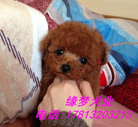 茶杯泰迪犬 玩具泰迪犬出售 北京咖啡色泰迪幼犬价格