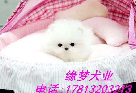 北京哪有卖博美幼犬的 哈多利球体博美 赛级博美