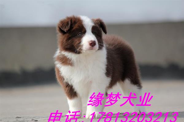 纯种边境牧羊犬 北京哪卖黑白色边牧犬 赛级边牧