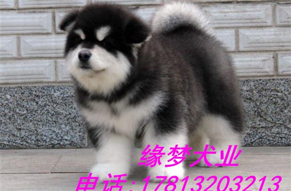 北京哪里有卖纯种阿拉斯加雪橇犬的 阿拉斯加价格