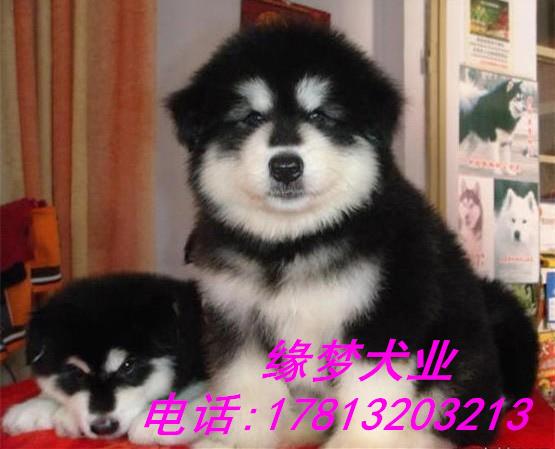 北京哪有红色巨型阿拉斯加出售 纯种阿拉斯加幼犬价格