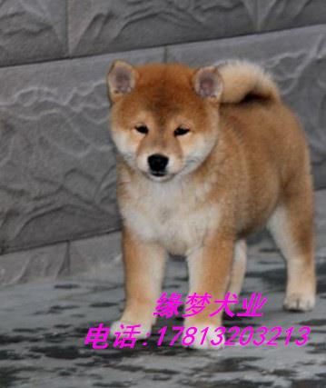 精品日系柴犬出售 双血系柴犬 赛级柴犬 纯种柴犬
