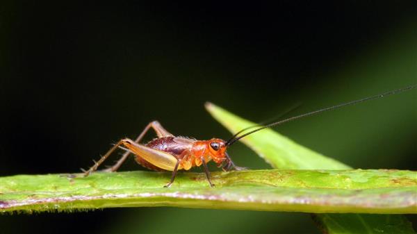 蟋蟀养殖助力乡村振兴的新动力