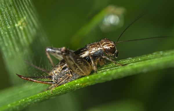 蟋蟀的养殖技巧、养殖要求以及如何养殖?