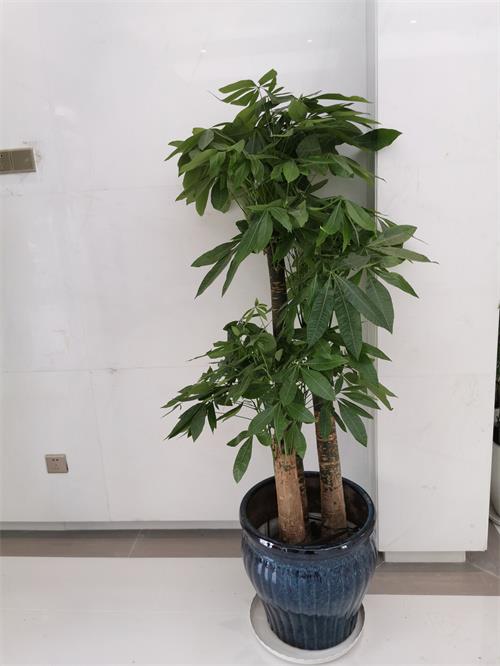 天津花卉租赁公司办公室花卉租赁设计花卉租赁布置花卉出租美化空间