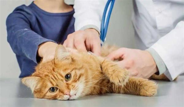 智能监护宠物智能听诊器如何守护宠物的健康