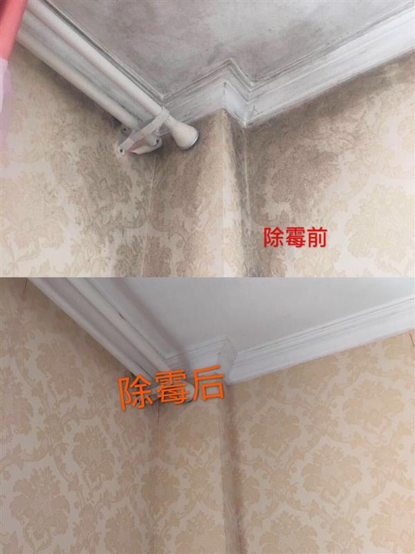 广州除霉公司,墙面天花板霉渍处理,除霉防霉