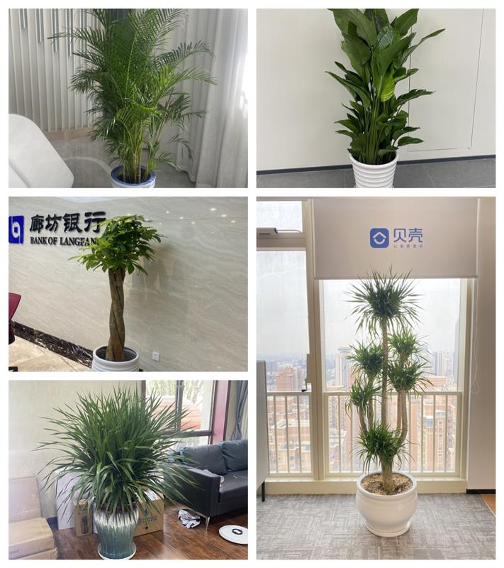 天津綠植租擺公司天津辦公綠植出租天津綠植銷售公司