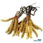 回收冬虫夏草 收购同仁堂冬虫夏草 燕窝 海参