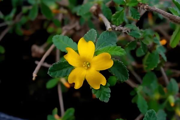 她的20天改变从焦虑到从容,原来青春可以喝回来