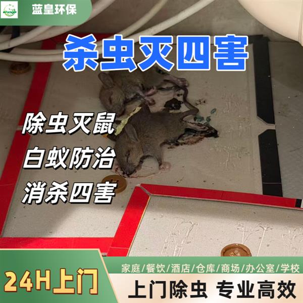 24小时灭鼠公司电话 上门灭鼠服务 上海四害消杀公司蓝皇环保