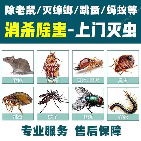 附近灭鼠公司电话 老鼠防治公司电话24小时上门抓老鼠 除虫灭鼠公司