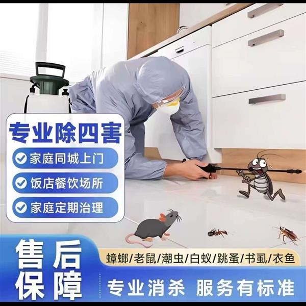 专业抓老鼠公司电话上门抓老鼠服务电话上门灭鼠专业团队上门捕鼠