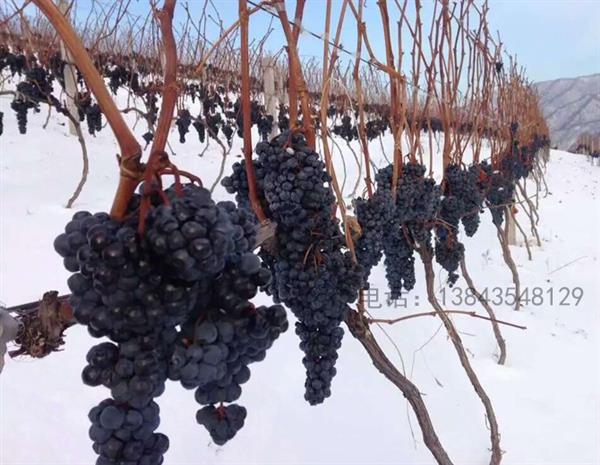 冰葡萄 冰葡萄果汁 北冰红葡萄汁 鸭江恬园冰葡萄汁