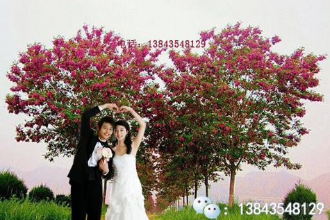 红花槐 红花槐苗 红花槐树 红花槐3公分 香花槐