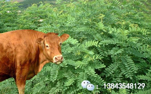速生槐 大叶槐 高产畜牧饲料 大叶速生槐