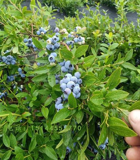 蓝莓苗 蓝丰蓝莓苗 北兰蓝莓苗 L25蓝莓苗