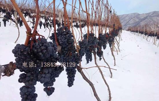 阿穆尔山葡萄 山葡萄苗 阿穆尔山葡萄苗 东北山葡萄