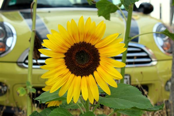 苏州太仓吴江常熟泰语日语英语法语口译翻译公司