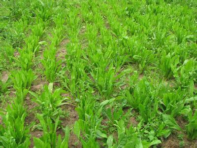 山东菊苣牧草种子菊苣对土质要求不严