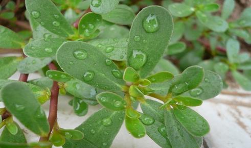 马齿苋食用 马蜂菜食用 马齿苋又名五行草