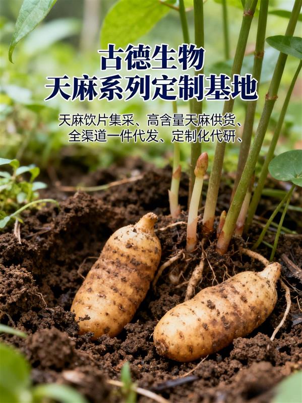 生物天麻浸出物百分43天麻素百分0.5食品原料适配