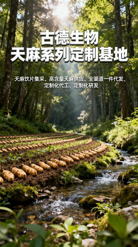 天麻批发浸出物百分51天麻素百分0.5批量发货快捷