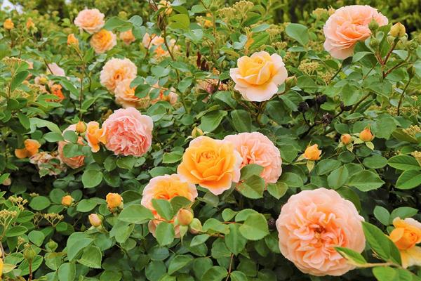 苏州翻译公司提供护照驾照学历翻译