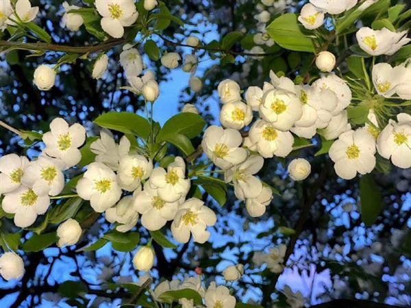 苏州张家港太仓无锡阿拉伯语笔译合同证明翻译