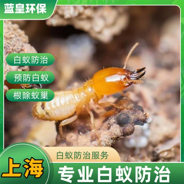 灭白蚁找哪个部门?上海专业灭白蚁防治中心蓝皇环保