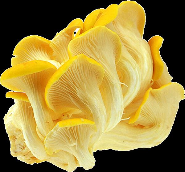 打工人自嘲硬核科普风,用“脑肠轴”概念引发共鸣。